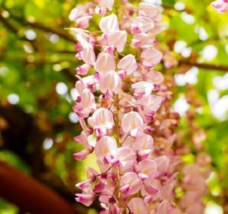 5 Pc Seeds Silky Pink Wisteria Flower, Vine Climbing Seeds for Planting | RK - £11.35 GBP