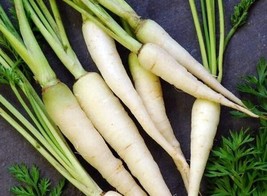 350 Lunar White Carrot Seeds Fresh Harvest  - £8.78 GBP
