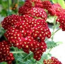 RED YARROW 100 FRESH SEEDS - £5.28 GBP