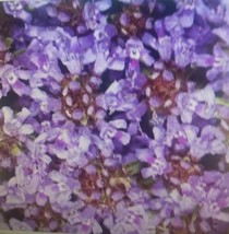 Grow In US Creeping  Thyme Purple  Flower  Seeds - £6.04 GBP