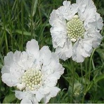 25 Seeds Blanco Puro Scabiosa Leucospermum Semillas De Flor/Flores Perennes - £11.25 GBP