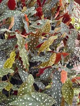 Harmony Foliage Begonia Maculata Polka dot Angel Wing in 6 inch pots 12-... - £256.63 GBP