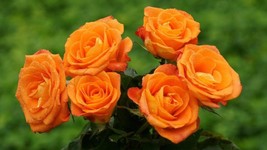 Orange Rose #20 Bush 20 or 100 Seeds~Rare-Free Shipping-USA Seller - $2.89+