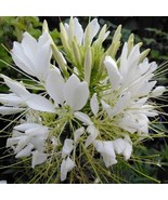 100 SEEDS WHITE QUEEN SPIDER HEIRLOOM SEEDS ENSURE FAST BEAUTIFUL GARDENS - $8.35