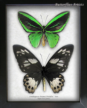 Ornithoptera Priamus Poseidon Pair Emerald Birdwing Butterflies Framed Shadowbox - £149.64 GBP