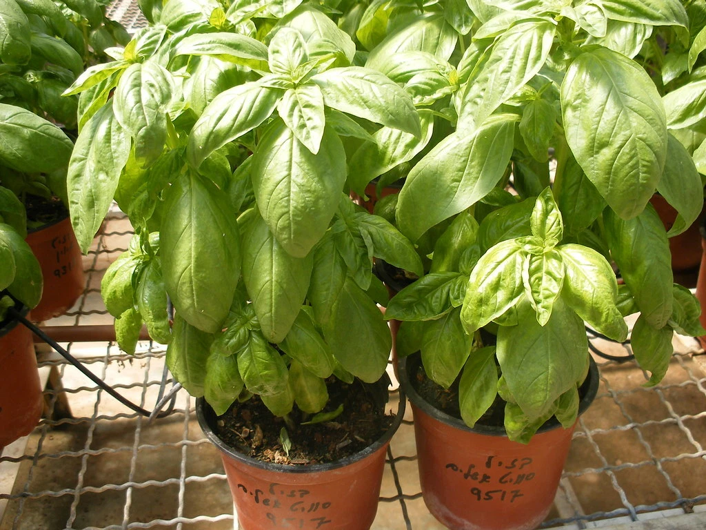 BASIL SUPER SWEET CHEN ORGANIC 500 SEEDS - $27.46