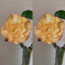 2 Seeds/pack Premium Adenium Desert Rose Light Golden Flowers with Damask Pink - £7.26 GBP