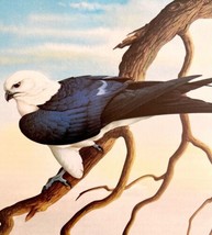 Swallow Tailed Kite Art Print Color Plate Birds Of Prey Vintage 1979 DWT11C - $34.99