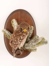 Stuffed Little Owl (Athene Noctua) Taxidermy Wall Mount #1 With Paper Do... - £258.43 GBP