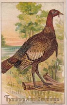 1908 Embossed Thanksgiving Julius Bien 9002 Wild Turkey Postcard D59 - £2.23 GBP