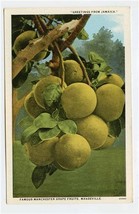 Famous Manchester Grape Fruits Mandeville Postcard Greetings from Jamaica  - £11.07 GBP