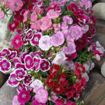 Sweet William Dianthus Dwarf Wee Willie Mix Part-Shade Ok 200 Seeds From US - £7.49 GBP