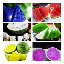 HOT NEW Watermelon seeds 50pcs fruit vegetable seeds Garden Home plantBlue Yello - $8.09