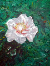 8x10&quot; Single Flower Canvas Wall Art :- R Doward Fine Art - £13.45 GBP