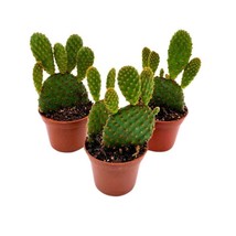 Red Bunny Ears Cactus 2 inch Set of 3Opuntia microdasysAngel&#39;s Wings Tiny M - £34.02 GBP