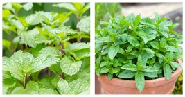 3 Peppermint Mentha × piperita Herb Mint Culinary Starter Plant Plug Garden - $54.95