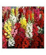 Variety Size Snapdragon Seeds Tetra Mix Multi Color Blooms, Bees and But... - £9.31 GBP+