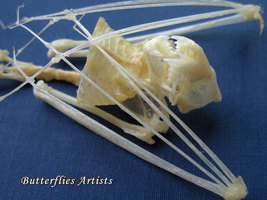 Vampire Bat Real Skeleton Scotophilus Kuhlii Framed Taxidermy Shadowbox - $79.99