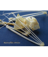 Vampire Bat Real Skeleton Scotophilus Kuhlii Framed Taxidermy Shadowbox - $108.65 CAD