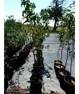 DESERT DELIGHT NECTARINE 4-6 Ft Tree Zone 7-10 Fruit Trees Plant Nectari... - $96.95