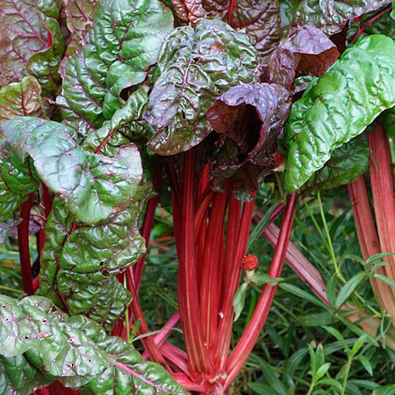 75 Seeds Ruby Red Swiss Chard Seeds, NON-GMO, Salad Greens, Colorful Hei... - £10.21 GBP