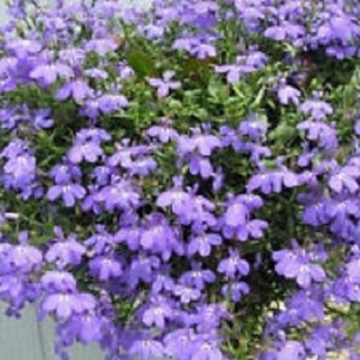 50 Lobelia Regatta Lilac Annual Flower Seeds Gardening Fresh USA SHIPPING