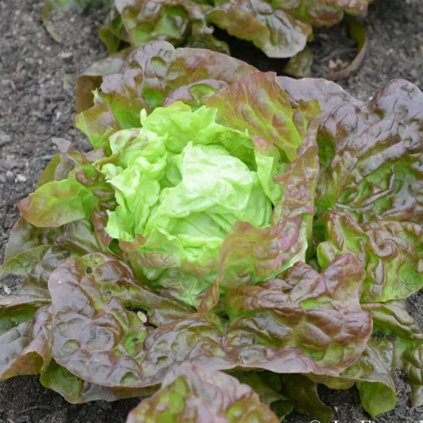 Lettuce Seeds 600+ Merveille Des Quatre Saisons Marvel Of Four Seasons French Fr - £5.03 GBP