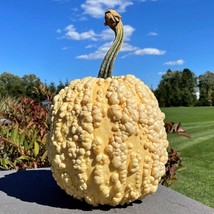Grow In US 10 Popcorn Pumpkin seeds Fresh Fall Unique Specialty - £10.98 GBP