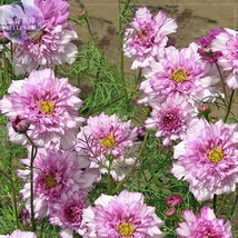 Cosmos Coreopsis Double Petals Dark Red White Pink Mix Flower Seeds 50 Seeds Big - $20.00