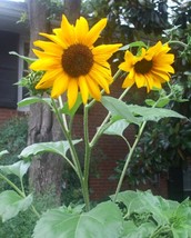 HSeeds 25+ Tall Sunflower Seeds, Organically Grown, Multibranched, Crop ... - $2.63