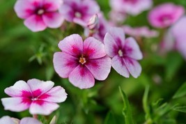 50 pcs Cranberry &amp; Cream Phlox Seed Flower Perennial Seed Flowers - £8.99 GBP