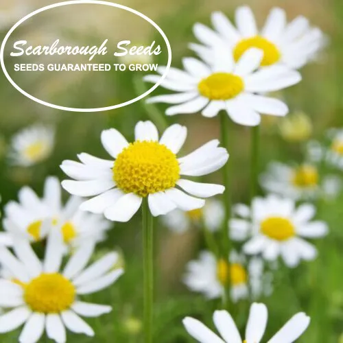Scarborough Seeds Roman Chamomile 1000 Seeds Groundcover Edible Landscaping Lawn - £7.16 GBP