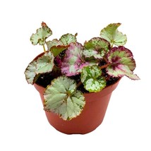Harmony&#39;s Mellow Yellow Begonia Rex 6 inch White with Pink Blush - $27.83