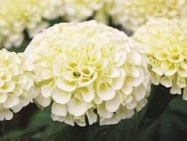 Grow 35 American Marigold Eskimo White Annual Flower Seeds - £6.80 GBP