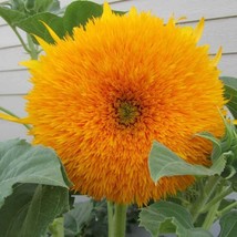 Sunflower Seeds Giant Sungold Helianthus Annuus Flower Seed 1000 Seeds Fresh See - £15.73 GBP