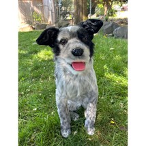 Cuddle Clone Realistic Black White Gray Standing Australian Cattle Dog JUDE - $222.75