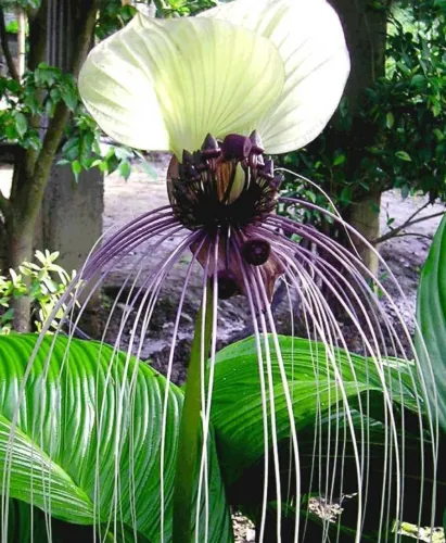 Tacca Chantrieri White Nivea White Bat Flower Bat Head Lily 20 Seeds Fresh Seeds - £20.70 GBP