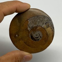44.9g, 2.3&quot;x2.3&quot;x0.3&quot;, Goniatite (Button) Ammonite Polished Fossils , B30131 - £5.43 GBP