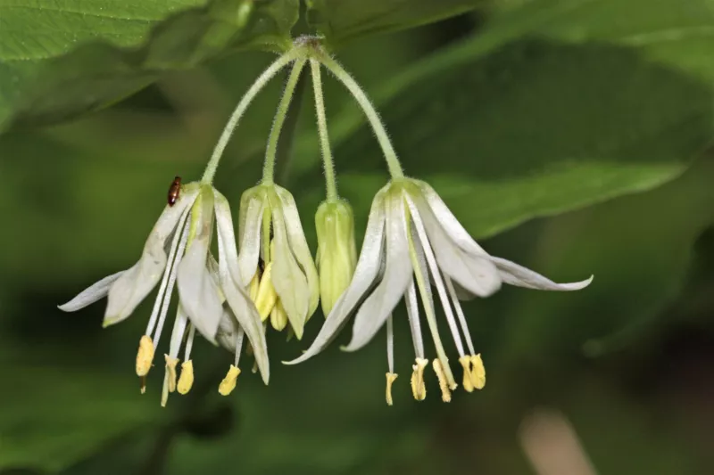 10 Seeds Hookers Fairybells Drops Of Gold Prosartes Disporum Hookeri Flower - £8.66 GBP