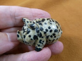 Y-PIG-PO-562 spotted Roly Poly PIG Piggy pot belly gemstone FIGURINE carving gem - £11.19 GBP