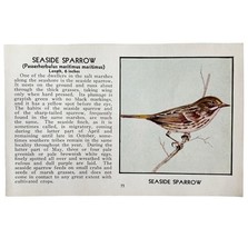 Seaside Sparrow Bird Print 1931 Blue Book Birds Of America Antique Art P... - €17,11 EUR