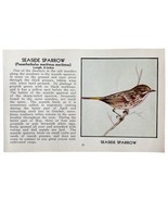 Seaside Sparrow Bird Print 1931 Blue Book Birds Of America Antique Art P... - $371.27 MXN