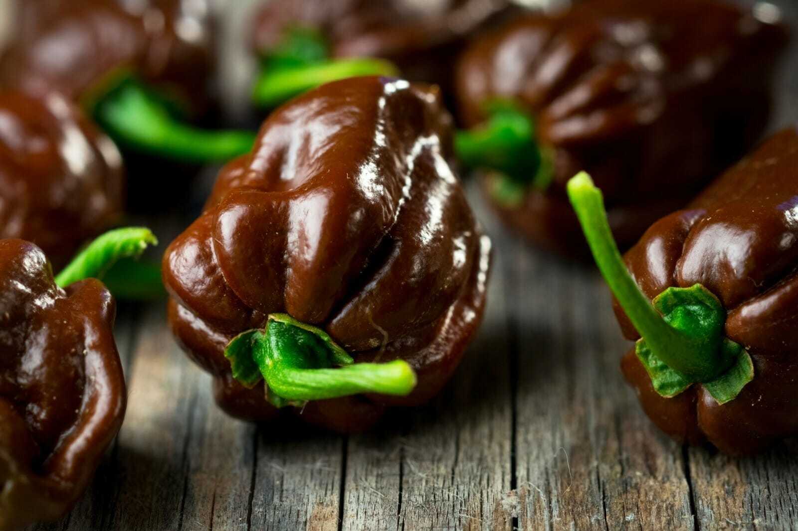 20 Seeds Chocolate Habanero Capsicum chinense Fresh Seeds - $4.58