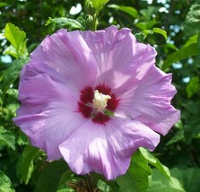 3 Bare Root Plant Rose of Sharon Purple Althea Flowering Shrub Hibiscus FREESHIP - £52.75 GBP