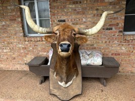 Texas Longhorn Taxidermy Mount For Sale - $6,500.00