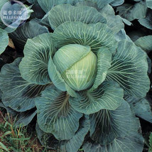 Kilaton F1 Cabbage Seeds, 150 seeds, professional pack, edible green big vegetab - £6.75 GBP