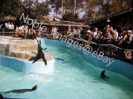 1959 Knotts Berry Farm Seal Pool California Kodachrome 35mm Slide - £4.27 GBP