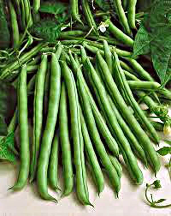 GREEN BEAN, BLUE LAKE, BUSH, HEIRLOOM, ORGANIC, 500+ SEEDS, CLASSIC BEANS, SEED