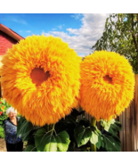 KingStore 50 Yellow Giant Sunflower Seeds Planting Seeds - €8,47 EUR