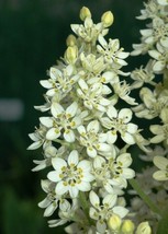 50+ Melanthium Virginicum &quot;&quot;Bunchflower&quot;&quot; Lily Flower Seeds Perennial - £7.73 GBP
